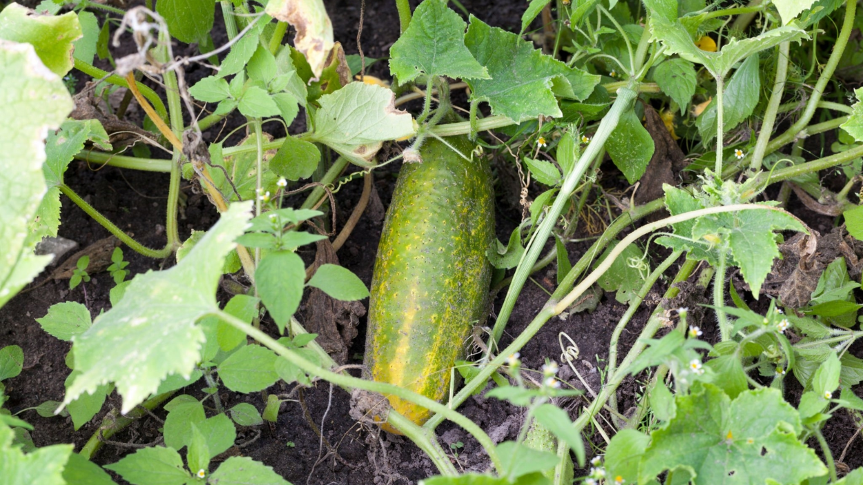7 Surprising Reasons Why Your Cucumbers Turn Yellow