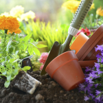 Why is Your Tomato Plant Wilting? Common Causes and Solutions