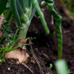 Sweet Potato Leaves Turning Yellow: Troubleshooting and Solutions