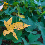 Reasons Onions Are Small And Solution