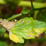 Best Self-Watering Raised Garden Beds For Your Garden in 2025