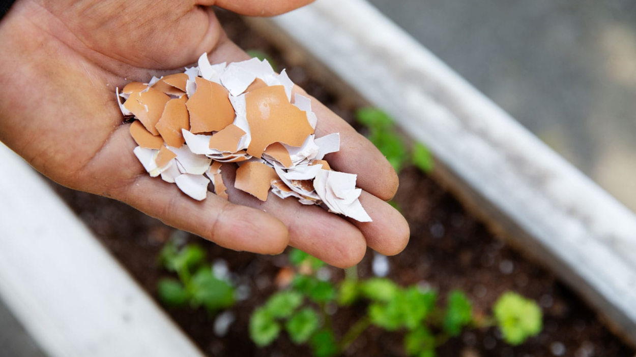 How to Use Egg Shells in Your Garden: Cracking the Benefits