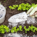 What To Plant With Tomatoes? Companion Plants for Healthier Growth