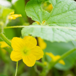 What Should You Put At The Bottom Of A Raised Garden Bed