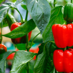 Best Cedar Raised Garden Beds in 2025