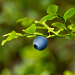 How To Plant Grow And Harvest Arugula