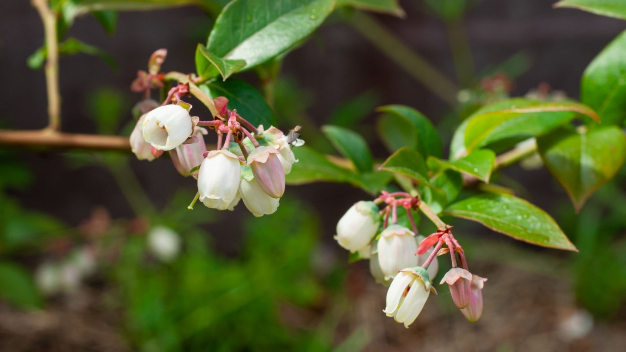 Why Blueberry Bush Flowers but No Fruit: Common Causes and Solutions
