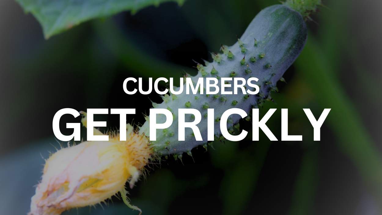 Why Do Cucumbers Get Prickly? Exploring the Science Behind Cucurbitacin