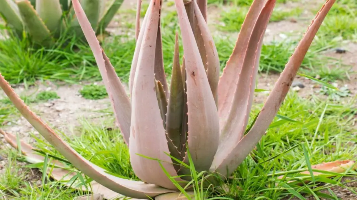 Why Aloe Plant Leaves Turn Brown and How to Prevent It
