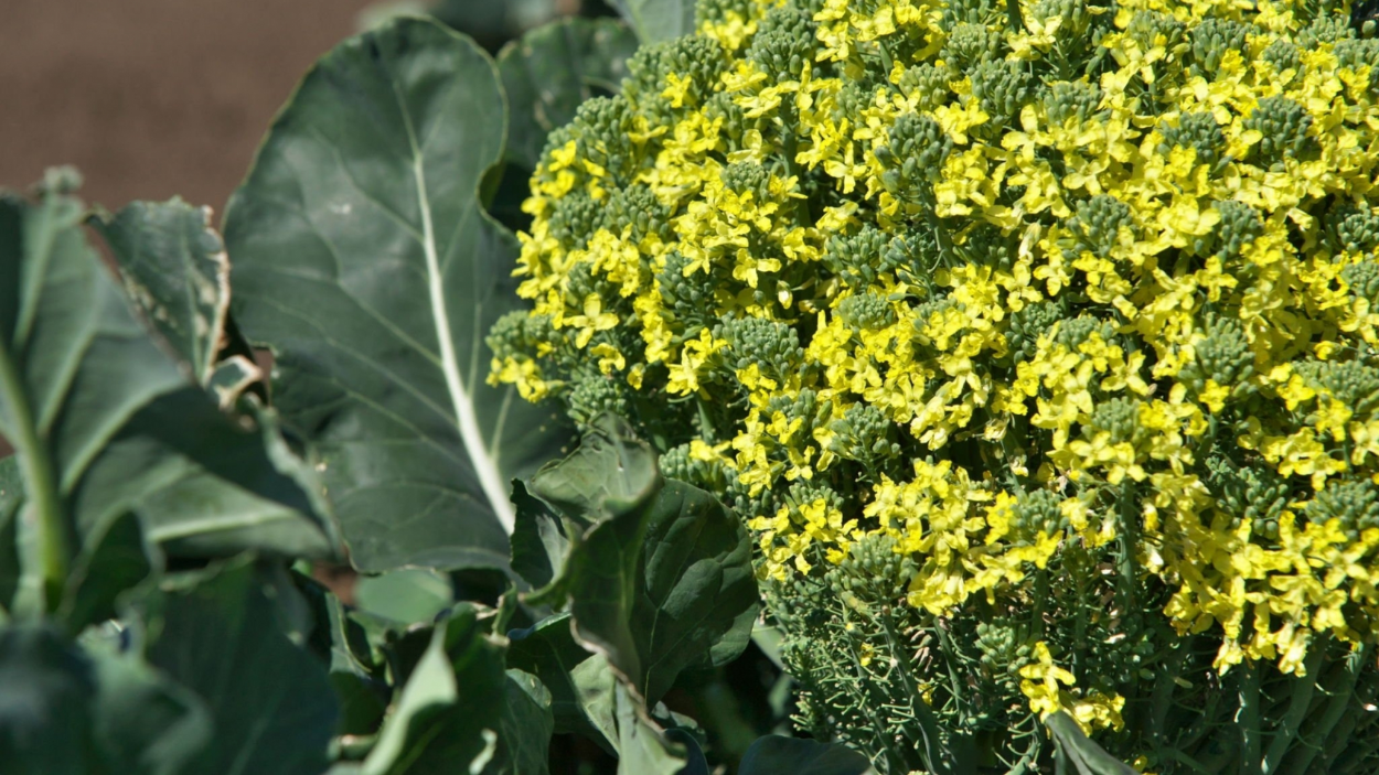 Help! My Broccoli Is Flowering Instead of Producing Heads