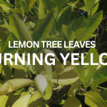 11 Best Portable Raised Garden Beds for your Family This 2025