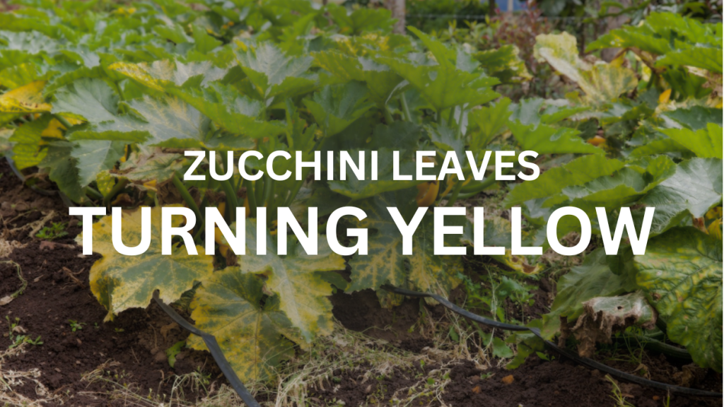 Common Causes of Yellowing Zucchini Leaves Planter Raised Beds