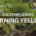 6 Best Affordable Raised Garden Beds for Your Backyard and Patio