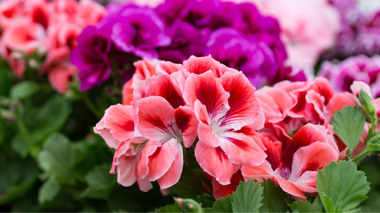 How to Keep Your Geraniums Over Winter