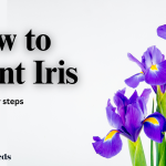 Basil 101: Tips for Growing and Harvesting Your Own Herb Garden