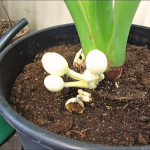 Top 7 Fertilizer Mistakes Gardeners Make