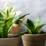 Best Self-Watering Raised Garden Beds For Your Garden in 2025