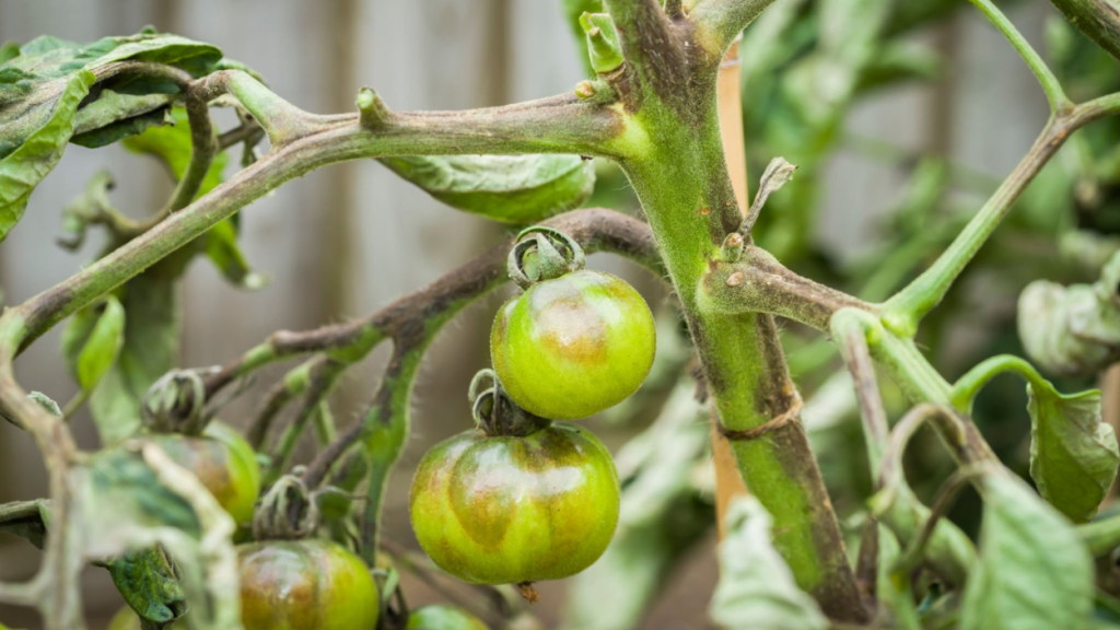 Why is Your Tomato Plant Wilting? Common Causes and Solutions Planter