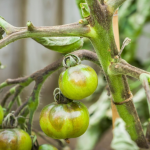 Best Vinyl Raised Garden Beds in 2025